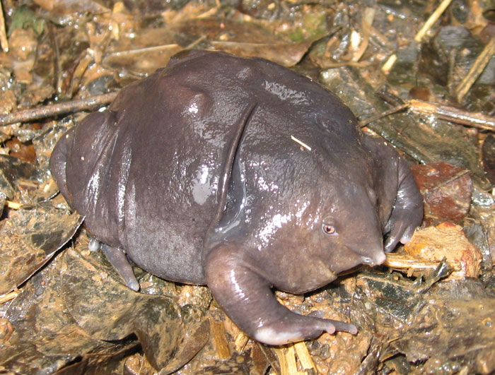 Purple Frog