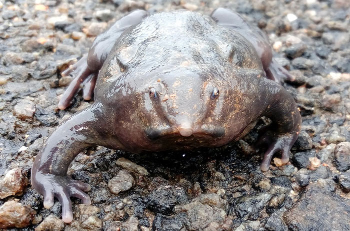 Purple Frog Conservation Status