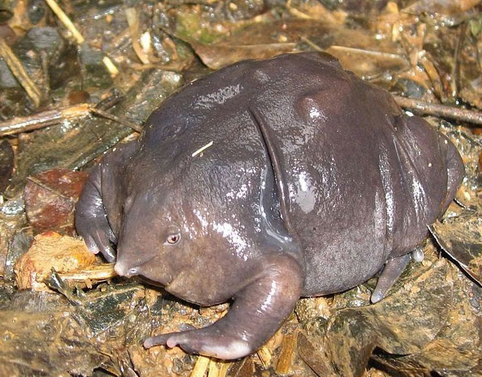 Purple Frog Habitat and Behavior