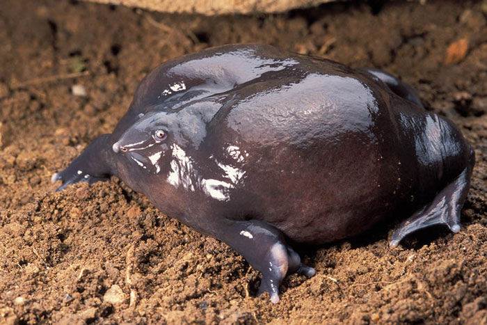 Purple Frog Mating Habits