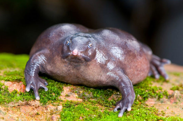 Purple Frog Physical Characteristics