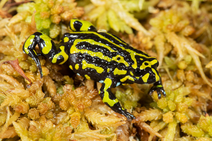 Corroboree Frogs 101: Australia's Strikingly Patterned Amphibians