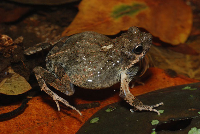 Scientific Classification of Túngara Frog