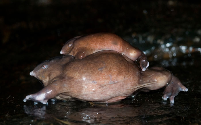 Species of Purple Frogs Found in the Western Ghats