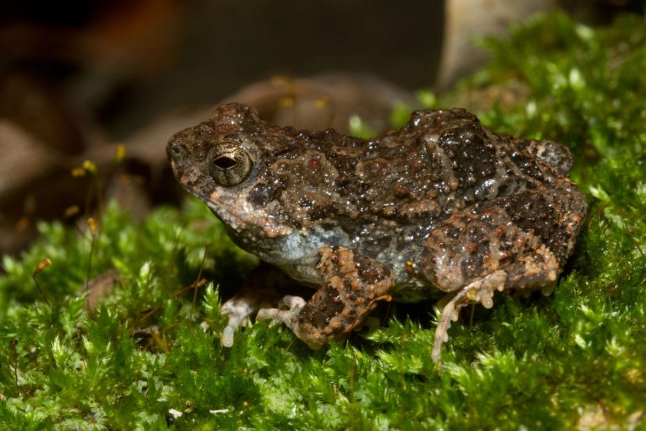 Túngara Frog