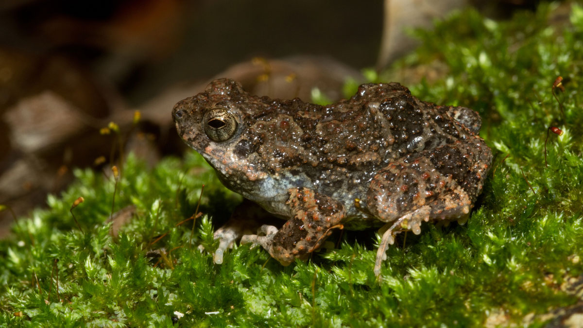 Túngara Frog 101: Physical Characteristics, Habitat, Behavior, And ...