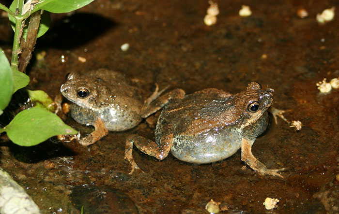 Túngara Frogs Diet Sources