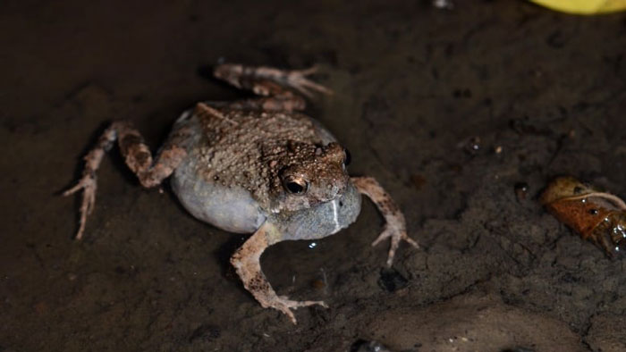 Túngara Frogs Have Developed To Survive In Their Rainforest Habitats