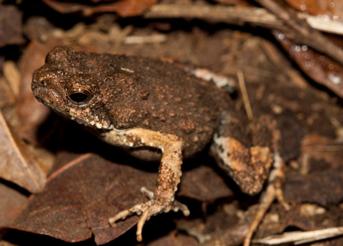 Unique Physical Characteristics Of Túngara Frogs