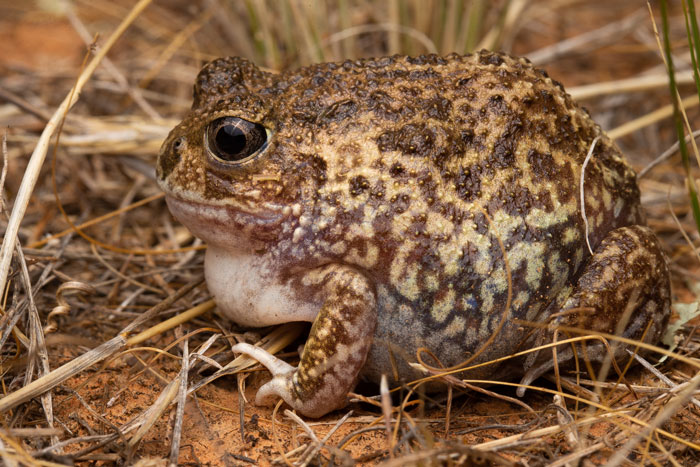 Desert Rain Frog 101: Physical Characteristics, Habitat, Behavior, and ...