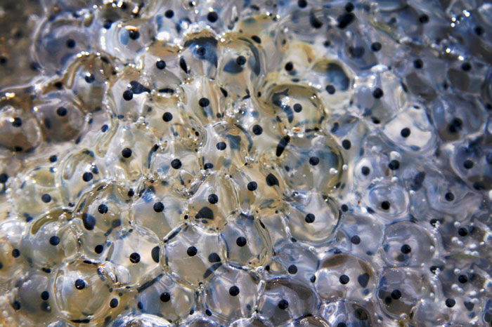 What do African dwarf frog eggs look like