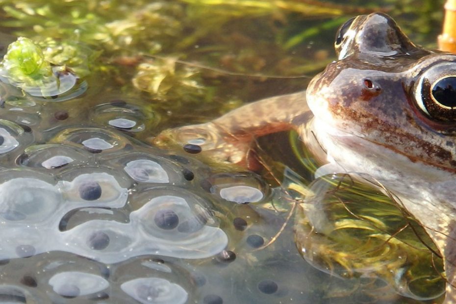 What Do Frog Eggs Look Like