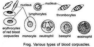 What are the components of frog blood