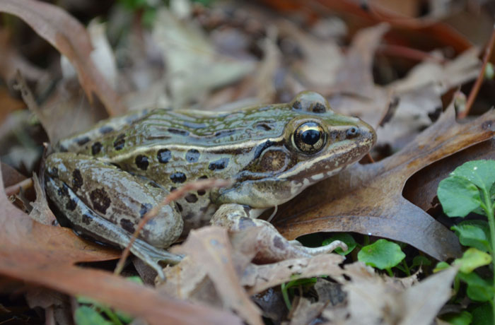 What frogs croak at night