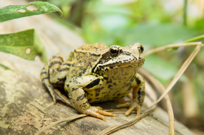 What happens if a frog loses its leg