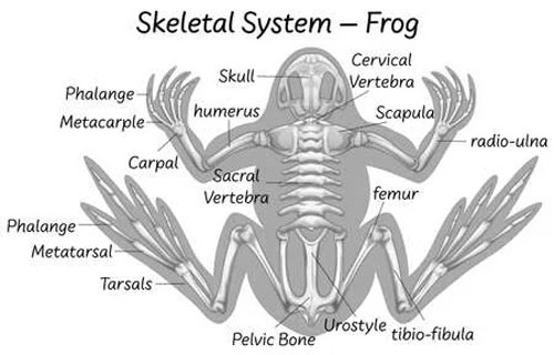 What is the anatomy of frog's backbone