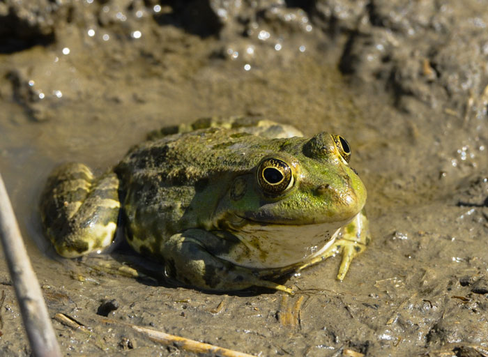 When do Frogs Stop Croaking