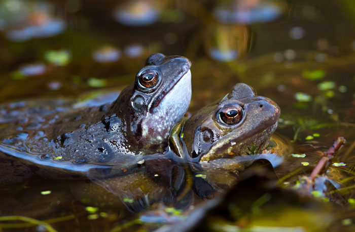 When do frogs stop croaking at night