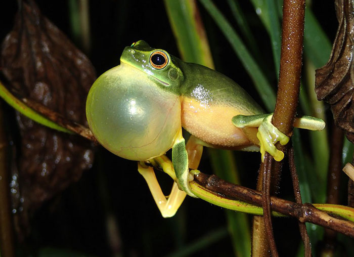 Why do frogs croak