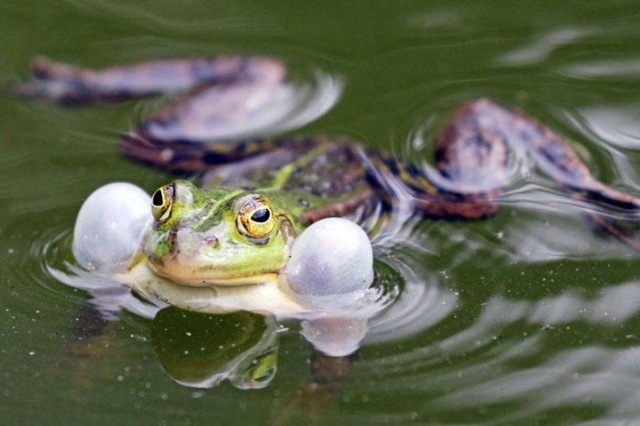 Why Do Frogs Croak