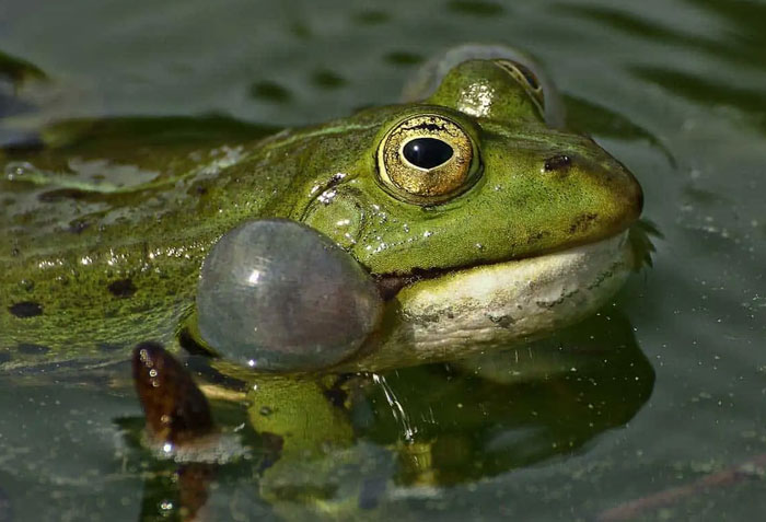 Why do frogs croak at night