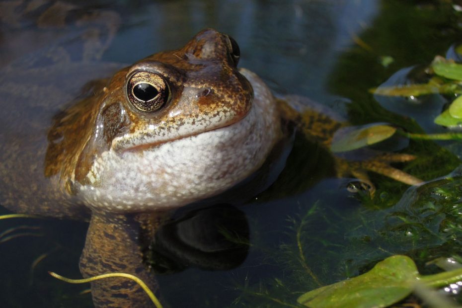 Why Do Frogs Croak At Night