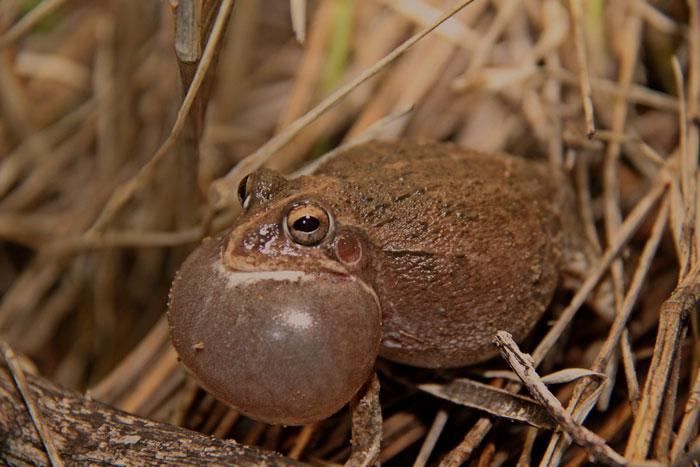 Why do frogs croak at night