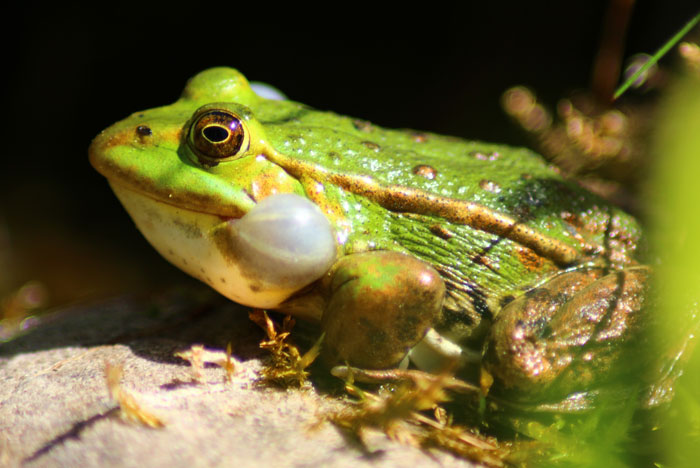 Why do frogs croak at night after rain