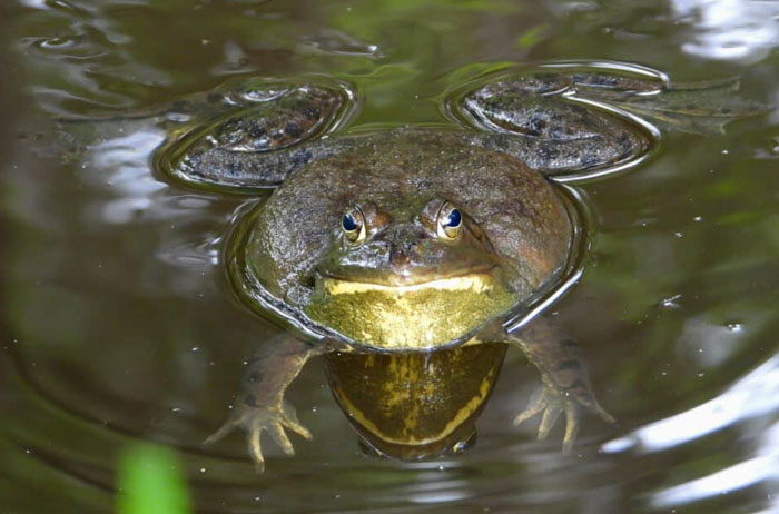 Why do frogs croak before the rain