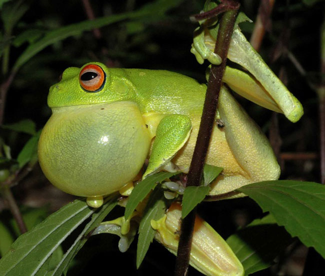 Why do frogs croak in unison