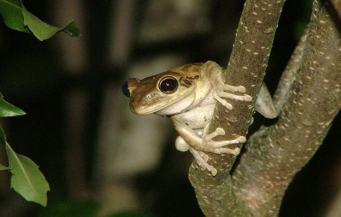 Why do frogs cry in the rain