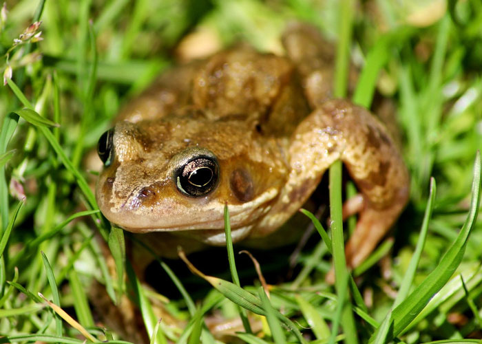 Why do frogs die on their backs