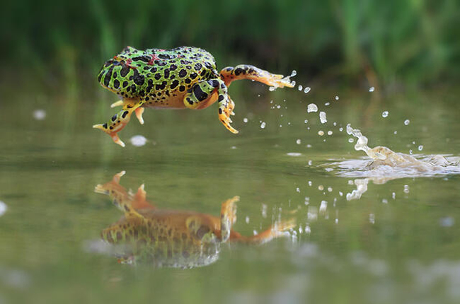 Why do frogs jump instead of walk