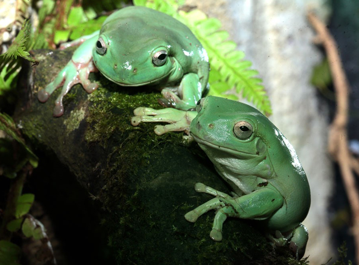 Why do frogs shed their skin