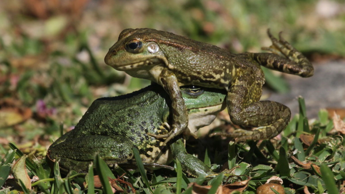 Are Frogs Cannibals: Do Frogs Eat Each Other?