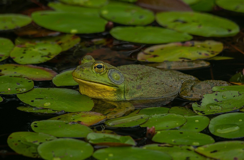 Catch A Frog In A Pond