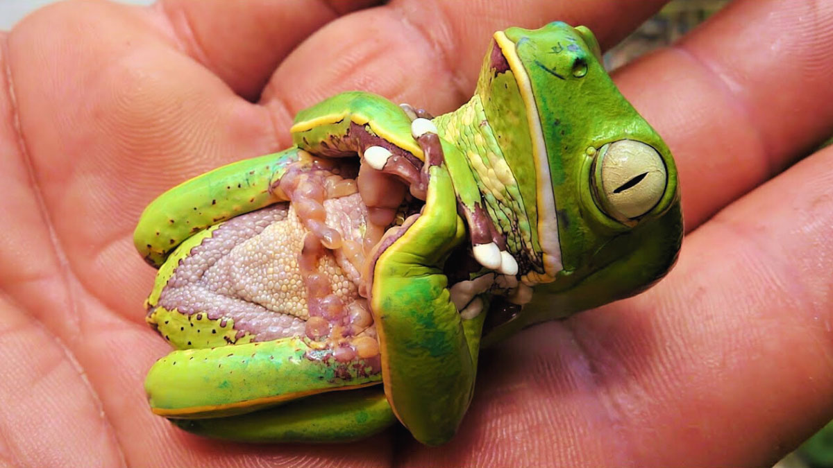 Do Frogs Play Dead? All You Ought To Know
