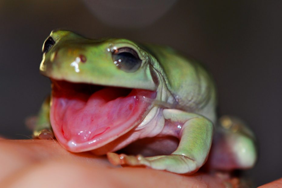 Do Frogs Yawn