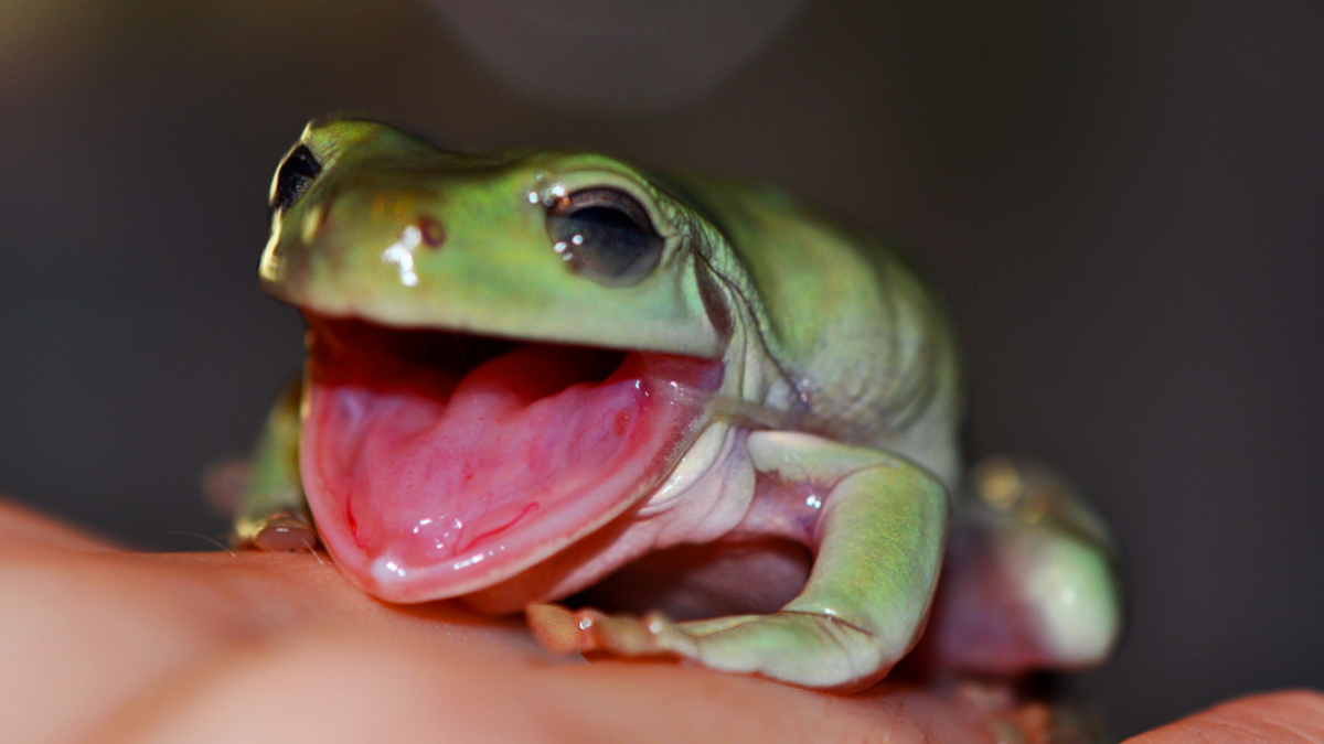 do-frogs-yawn-unfold-the-mysteries-of-the-toad-world
