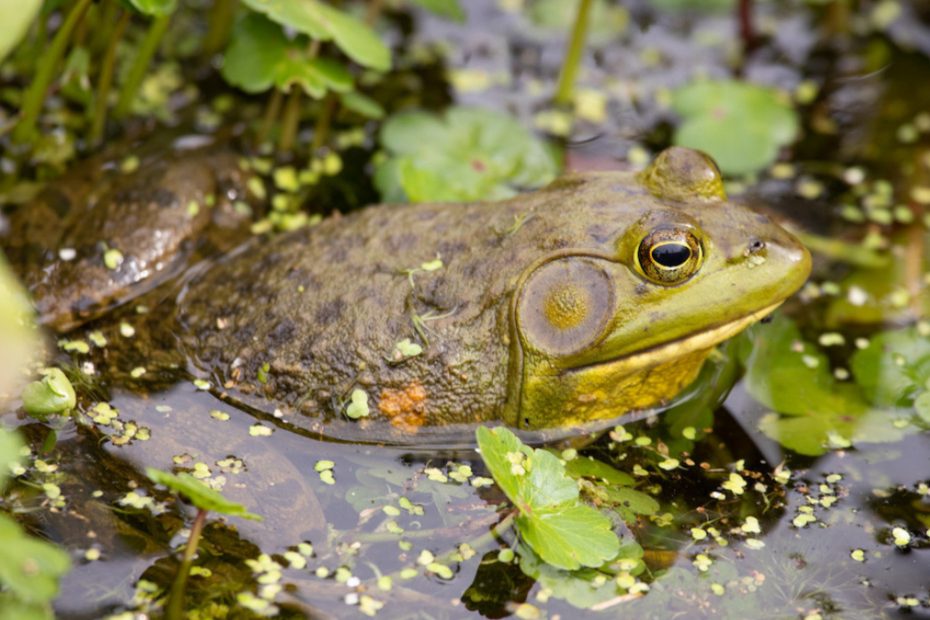 Frog Gigging