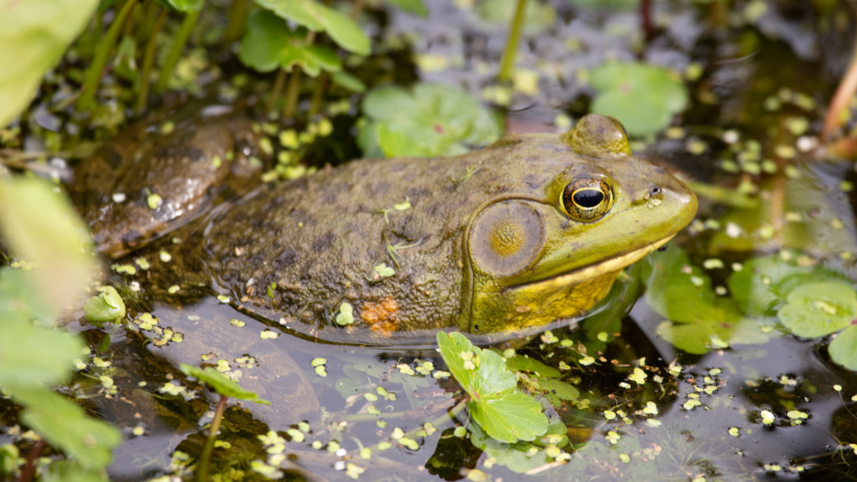 Frog Gigging 101 How To Gig Frogs As A Beginner?