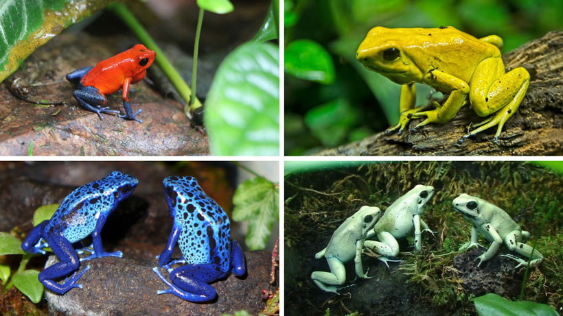 How Much Do Frogs Cost? Evaluating The Cost Of Different Frog Species