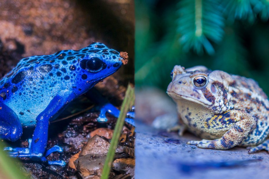 Frogs And Toads Cold-Blooded Or Warm-Blooded Creatures