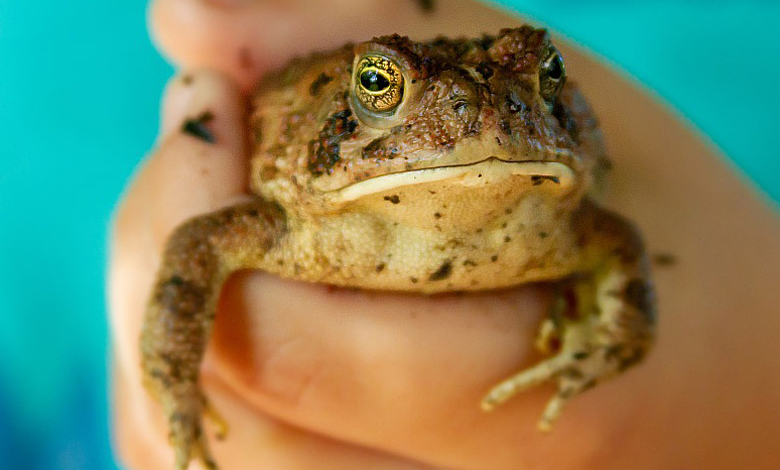 Handling And Release Guidelines Of Frogs