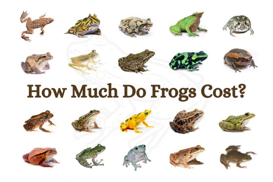 How Much Do Frogs Cost