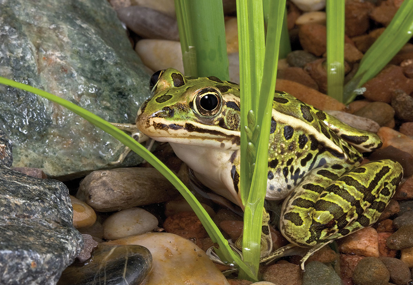 How To Catch A Frog In A Pond