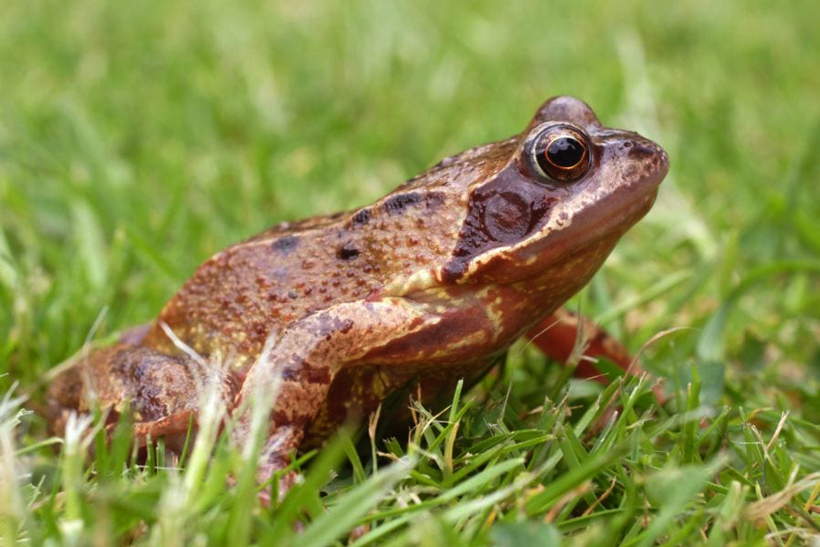 How To Catch A Frog In Your House