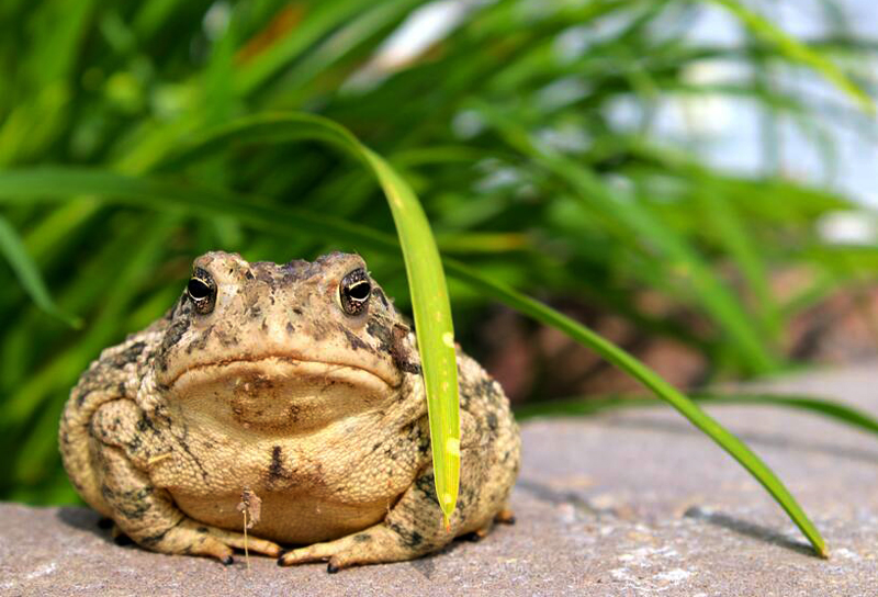 How To Catch A Frog Outside