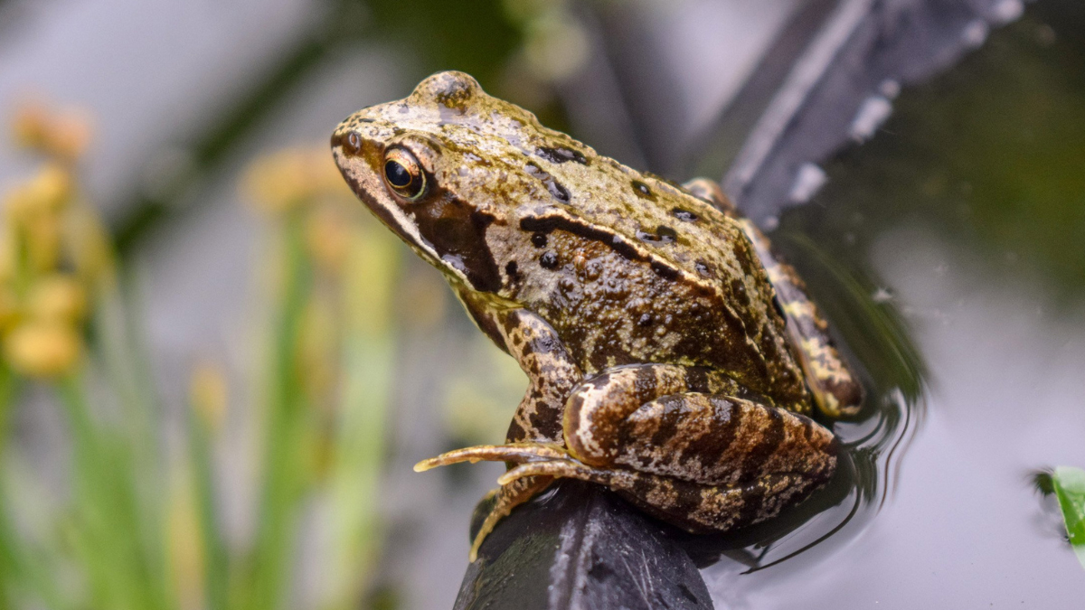 How To Catch A Frog In A House, Outside, Or In A Pond? The Complete Guide