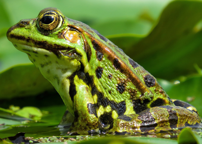 How To Make Your Frogs More Lenient Towards Petting